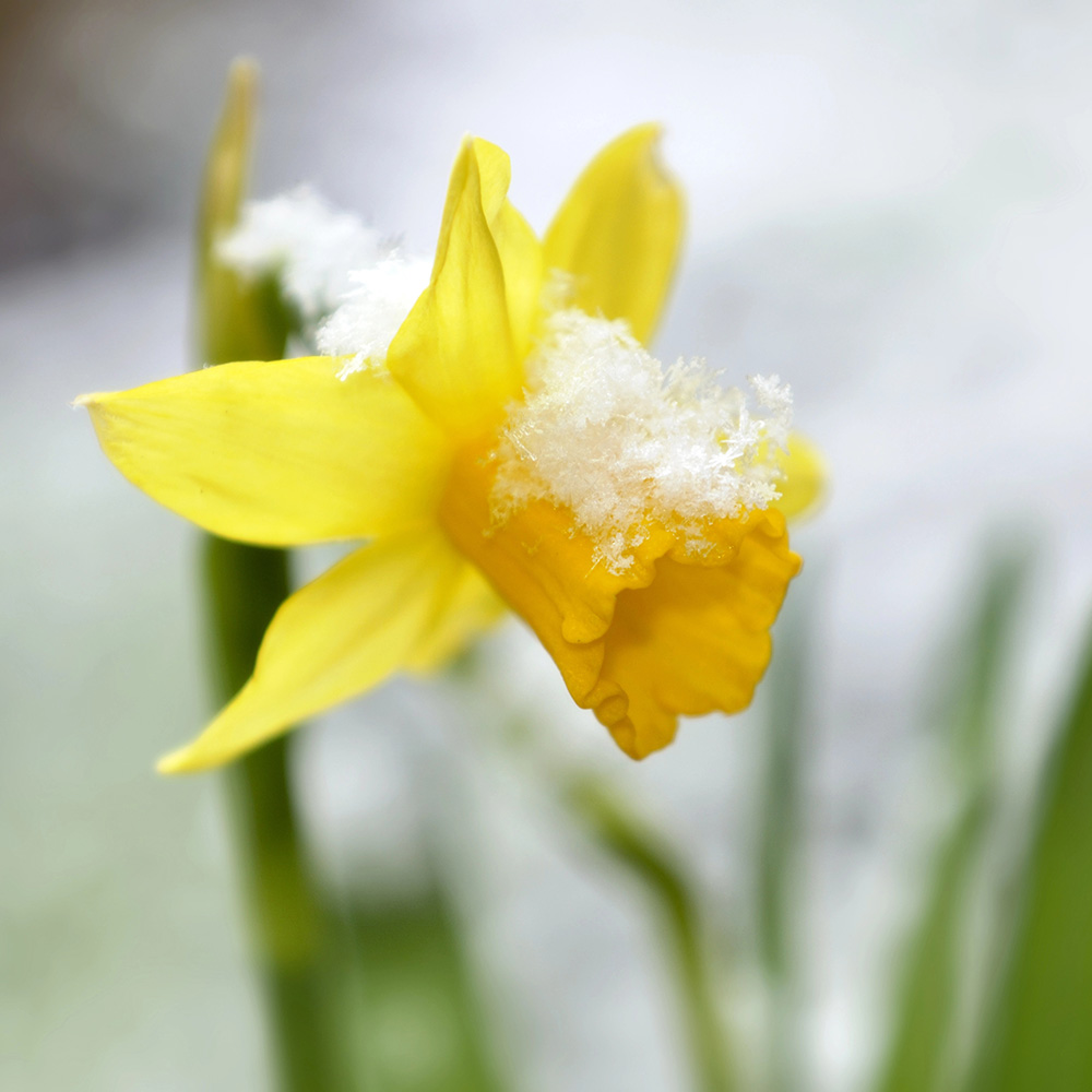 Yellow daffodil in bloom representing spring awakening at the ranch