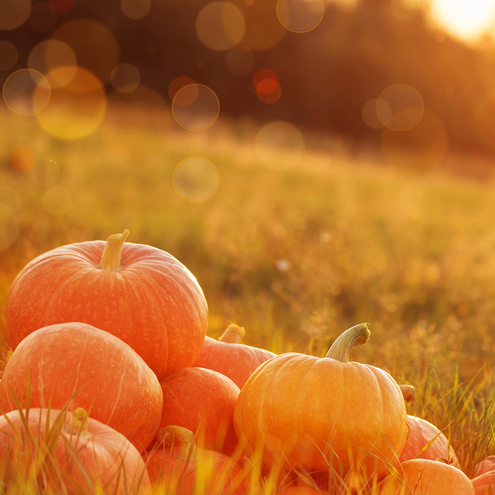 Pumpkins arranged for harvest season at the ranch